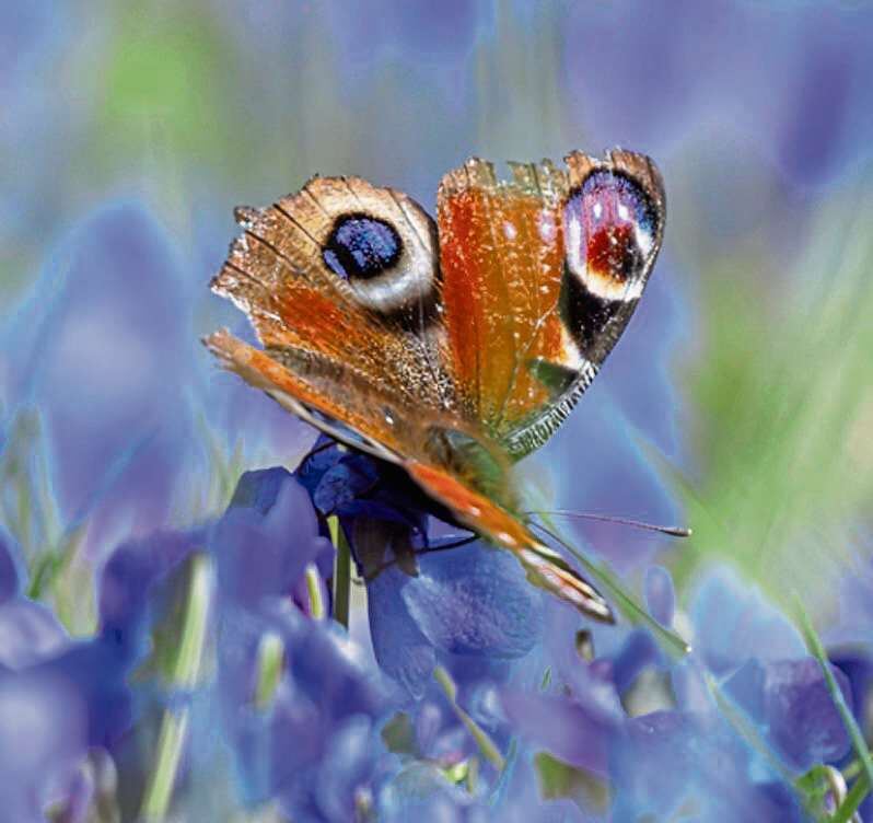 2025 10 20 Tagpfauenauge