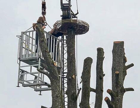 2022 05 20 Storchennest Gschwendt c